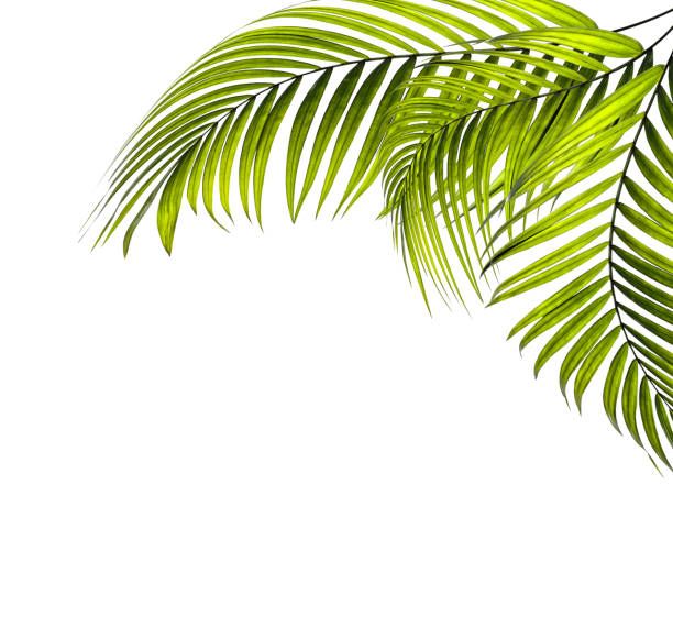 istock leaves of palm tree on white background 814815148