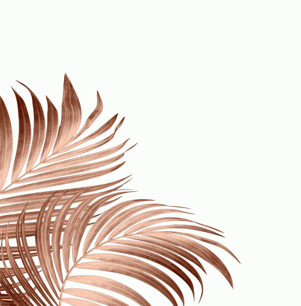 istock leaves of palm tree on white background 814815168