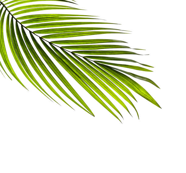 istock Green leaves of palm tree on white background 814815198