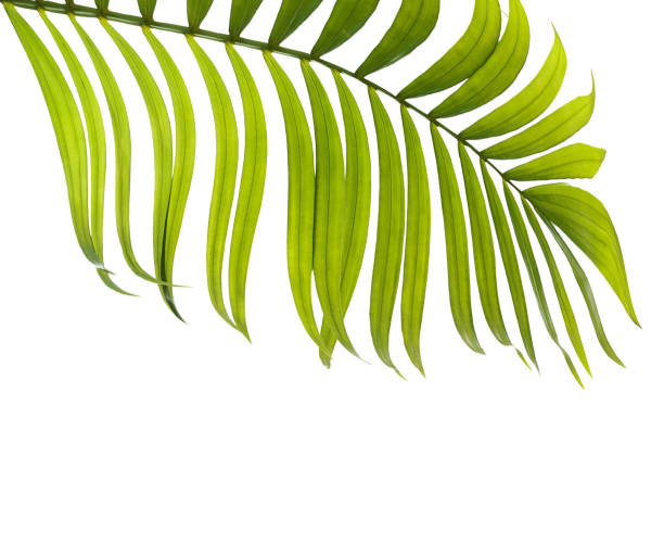 istock Green leaves of palm tree on white background 814815206