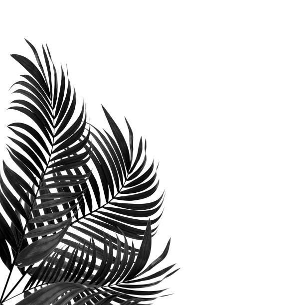 istock leaves of palm tree on white background : tone black and white 814817354