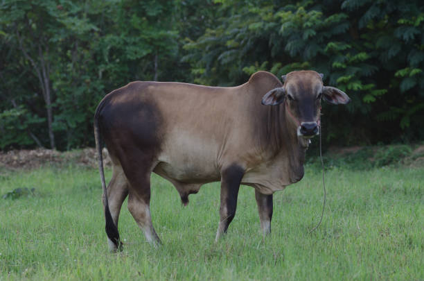 istock Cows grazing grass on a farm happily in the evening. 814825722
