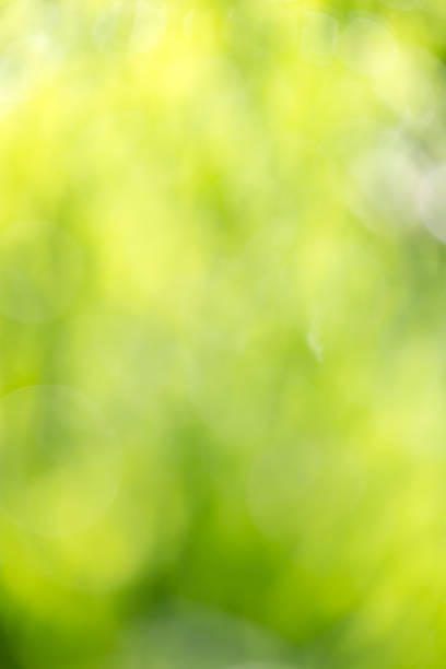 istock Beautiful green bokeh nature as background 814827070
