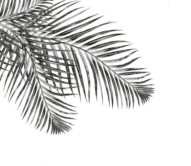 istock leaves of palm tree isolated on white background 814827690