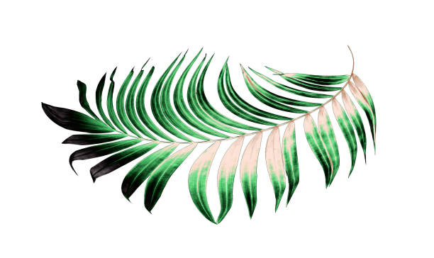 istock Green leaves of palm tree on white background 814827718