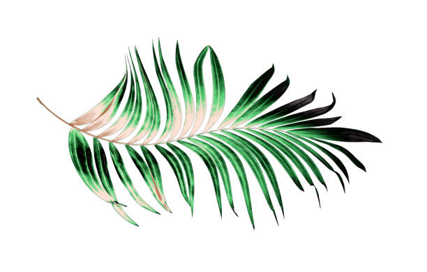istock Green leaves of palm tree on white background 814827720