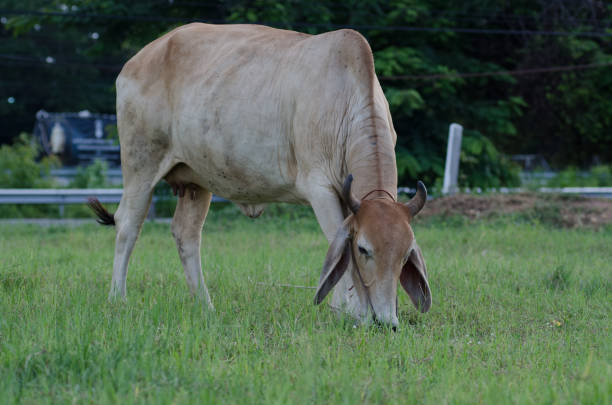 Cows grazing grass on a farm happily in the evening.