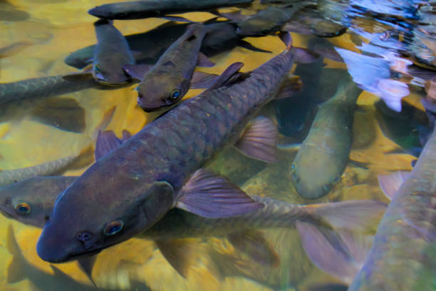 neolissochilus stracheyi amazing at namtok phlio national park (phlio waterfall) chanthaburi province, thailand. soro brook carp waterfall fish - neolissochilus stracheyi imagens e fotografias de stock