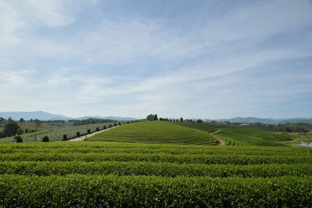 Choui Fong tea plantation, Chiang rai, Thailand.