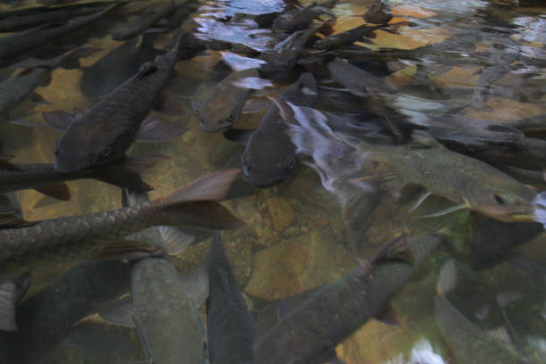 neolissochilus stracheyi amazing at namtok phlio national park (phlio waterfall) chanthaburi province, thailand. soro brook carp waterfall fish - neolissochilus stracheyi imagens e fotografias de stock