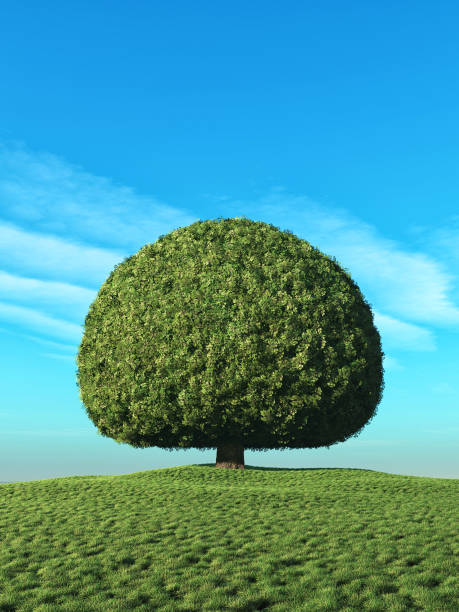 istock A perfect tree with green leaves 814852866