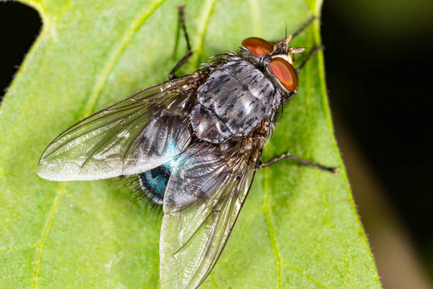 istock Portrait of a fly in nature 814865852