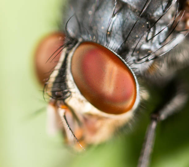 istock Portrait of a fly in nature 814874026