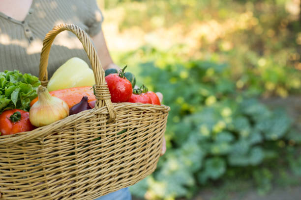 istock Basket with fresh organic vegetables 814874176