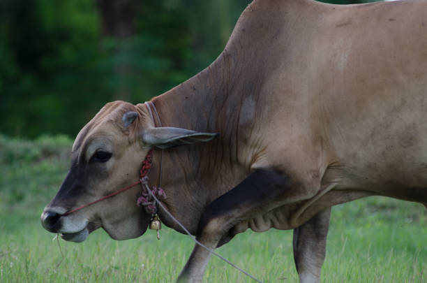 istock Cows grazing grass on a farm happily in the evening. 814876768
