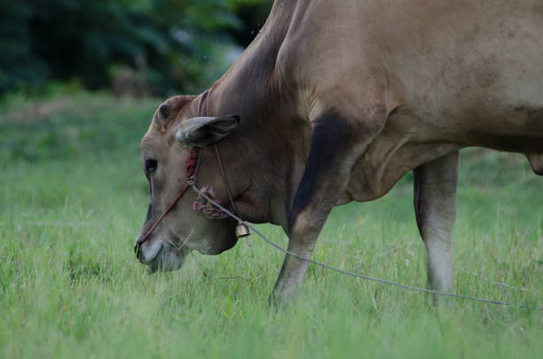 istock Cows grazing grass on a farm happily in the evening. 814877050
