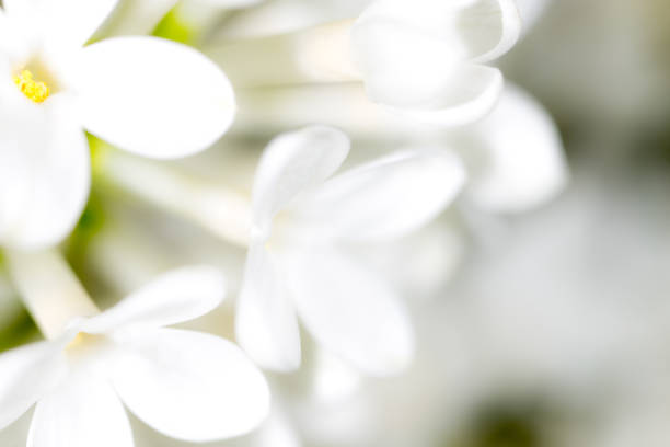 istock White flowers of lilac on nature 814886990