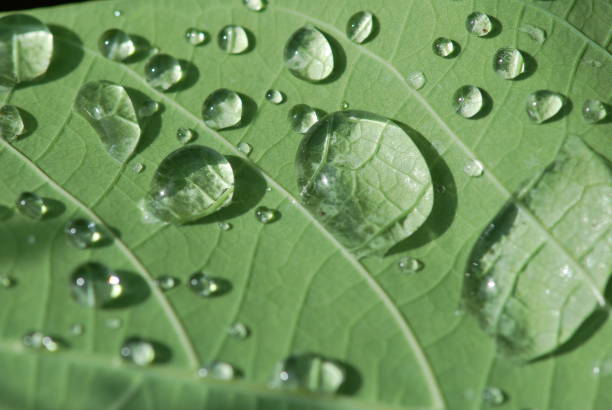 istock Beautiful green leaf with drops of water 814891612