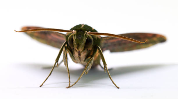 istock Brown hawk moth front view macro photo on white. Adult Sphingidae butterfly studio shot 814894250