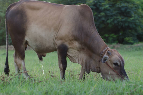 istock Cows grazing grass on a farm happily in the evening. 814894610