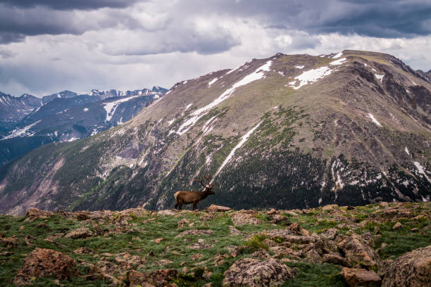 istock Mountain reindeer in the Rocky Mountains 814900940