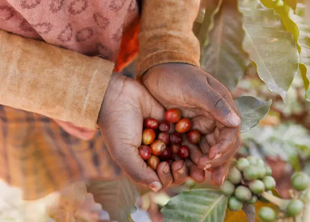 Hands holding red ripe coffee cherries. beans. crop.