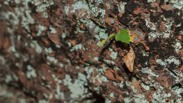 Photo of tree on the wall