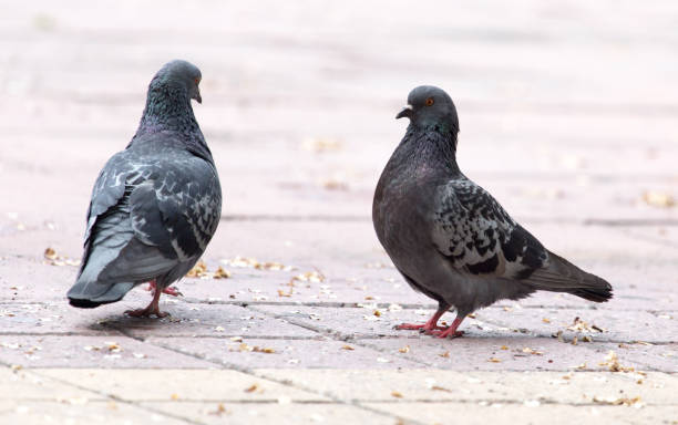 istock Love of two pigeons on the sidewalk 814918906