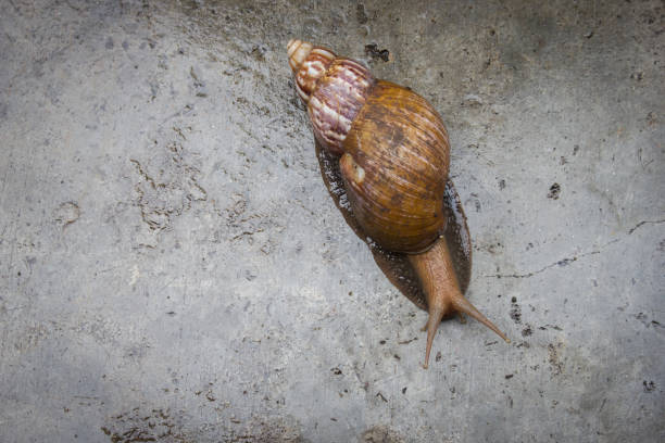 The snail on the wet concrete floor. Selective focus.