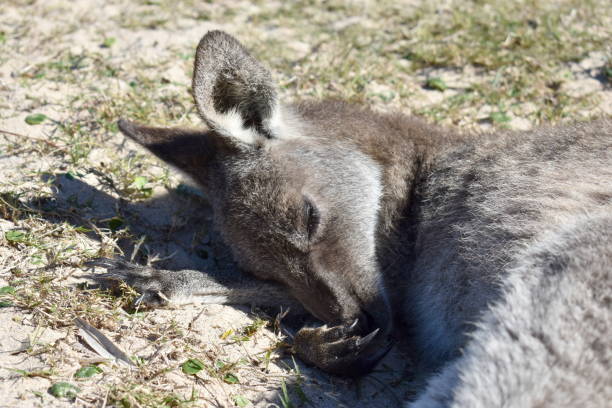 kangury na plaży - skippy zdjęcia i obrazy z banku zdjęć