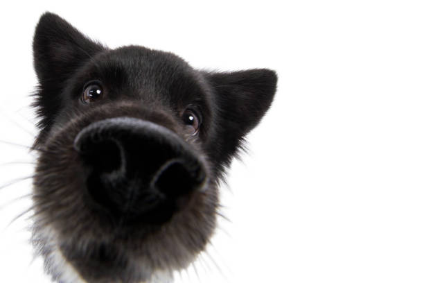 hund spitz mischling kopf mit großer nase lustig weitwinkel - indiscret photos et images de collection