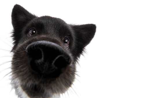 Dog Spitz hybrid head with big nose funny wide angle