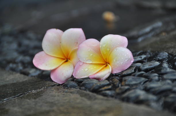 istock Frangipani Tropical Spa Flower. Plumeria 814928630