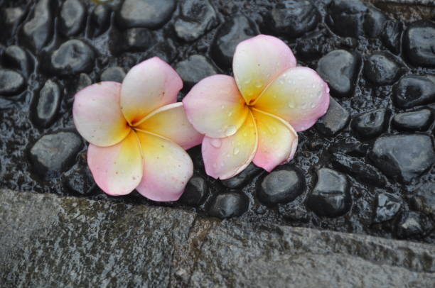 istock Frangipani Tropical Spa Flower. Plumeria 814928638