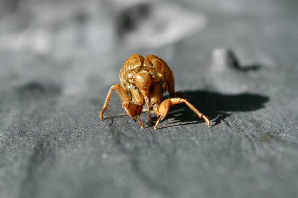 cicada - white animal eye arachnid australia imagens e fotografias de stock