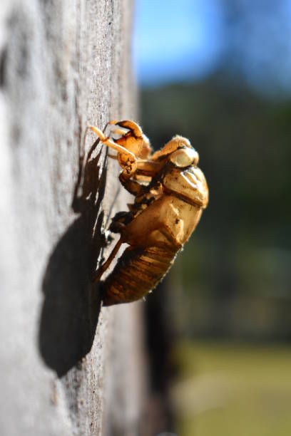 cicada - white animal eye arachnid australia imagens e fotografias de stock