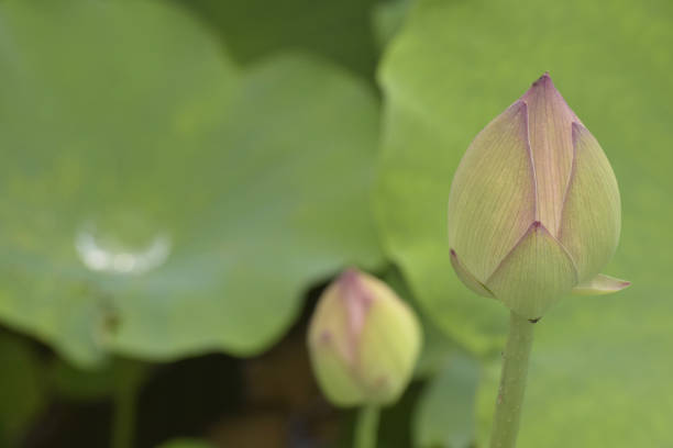 istock Bud of a lotus 814934280