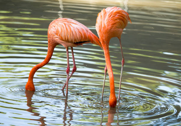istock Pink flamingo on a pond in nature 814936810