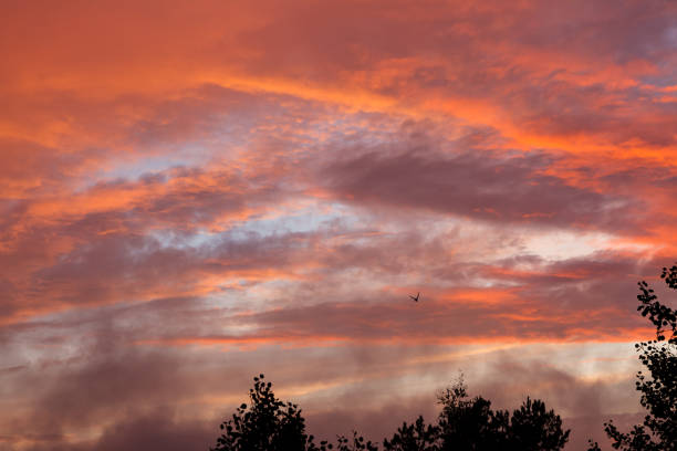 istock Treetop silhouettes and vibrant sunset clouds 814936818