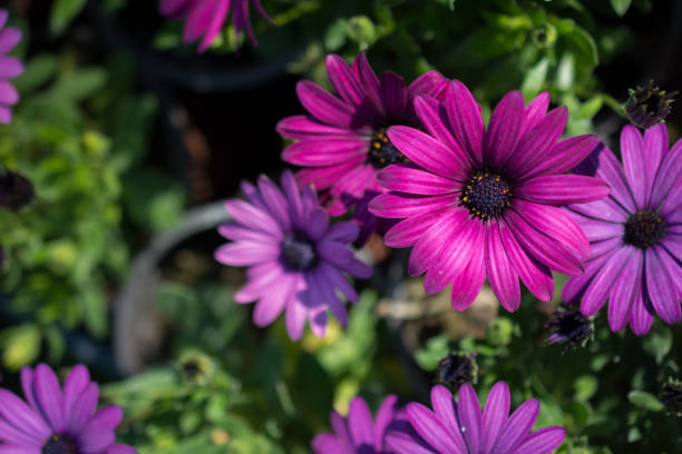 istock Colorful blooming wild spring flowers in view 814942548
