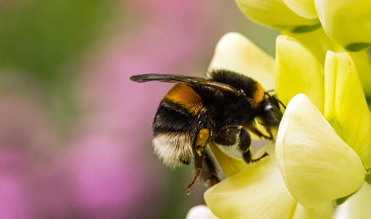 A Buff tailed Bumblebee (Bombus terrestris) on a white Lupin flower head, in a garden in Cornwall, UK.