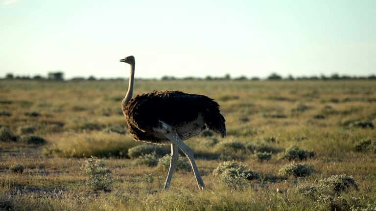 Ostrich walking on savannah grasses