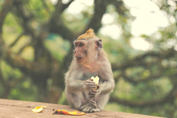 istock Balinese monkey eating banana in monkey forest 814947758