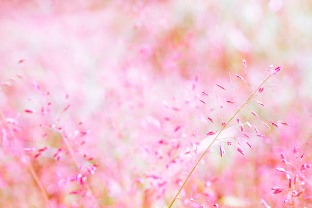 istock pink grass flower  ,bokeh  soft focus ,abstract spring ,summer background 814947760