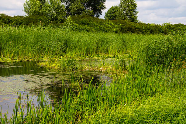 istock Swampy river overgrown with water plants 814947820