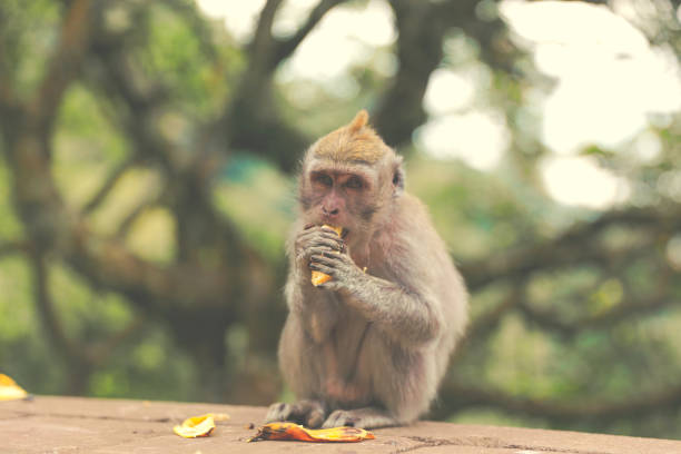 istock Balinese monkey eating banana in monkey forest 814947888