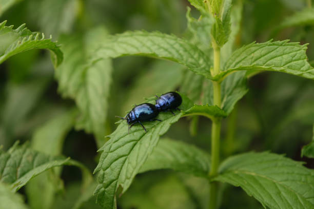 two blue mint beetle ( Chrysolina coerulans ) on fresh organic peppermint leaves