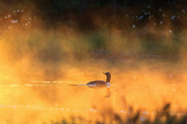 istock Red throated loon in fog at dawn 814953554