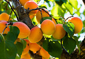 Fresh, organic, ripe apricots on the branch