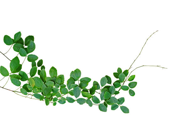 parra tropical (cayratia trifolia (linn.) domin.) crece aislada sobre fondo blanco silvestre, trazado de recorte incluido. - ivy wall green vine fotografías e imágenes de stock